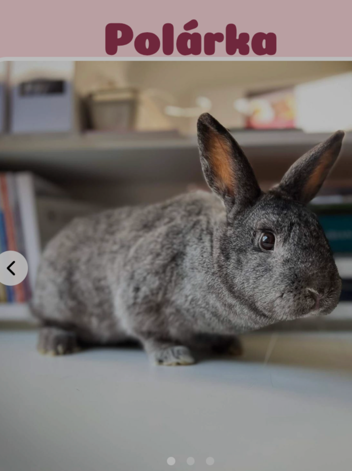 Polárka na adopciu