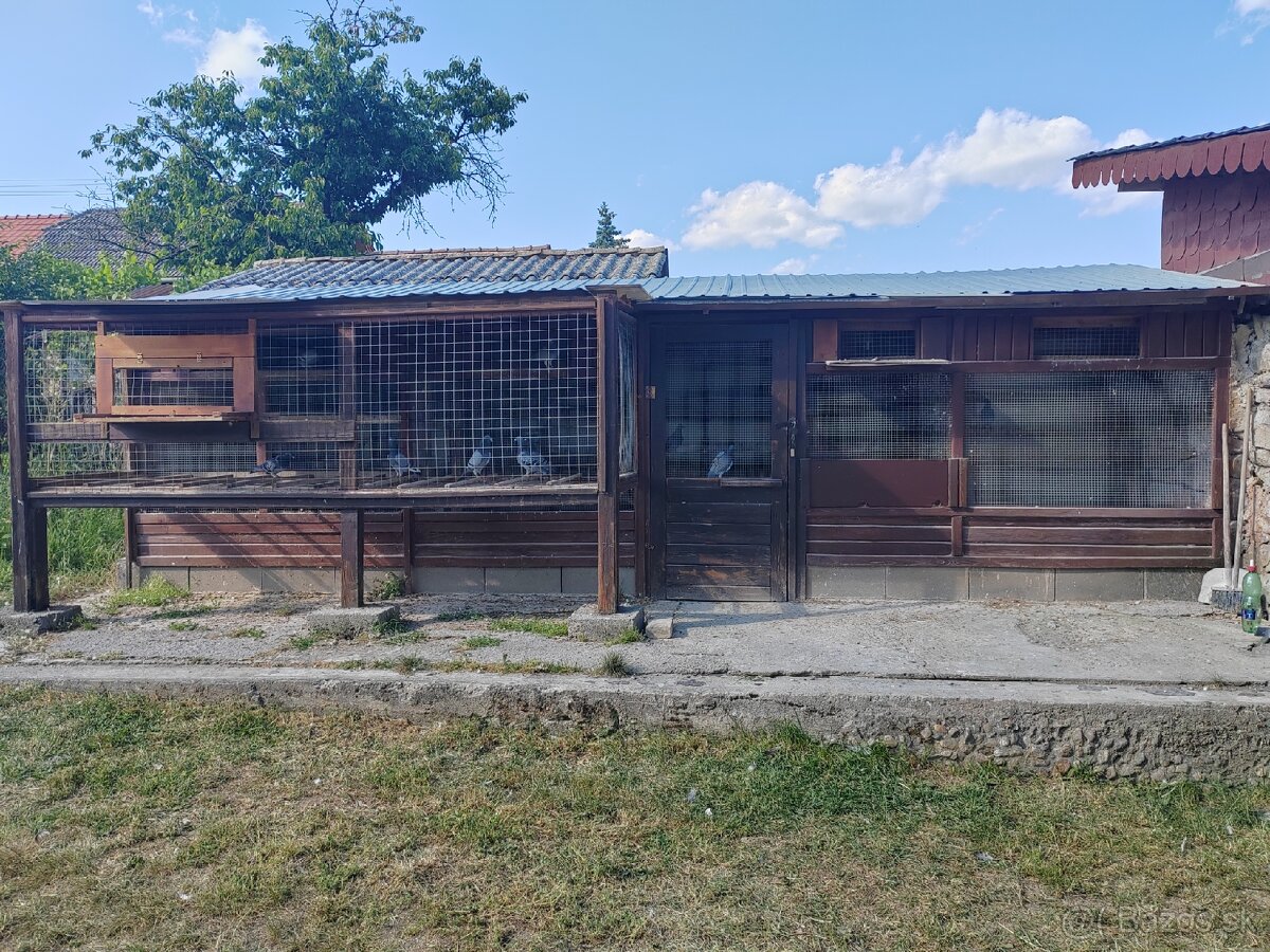 Poštové holuby