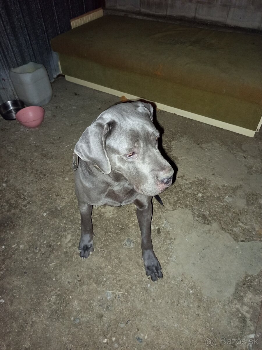 Cane Corzo