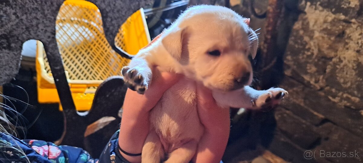 Steniatko labrador