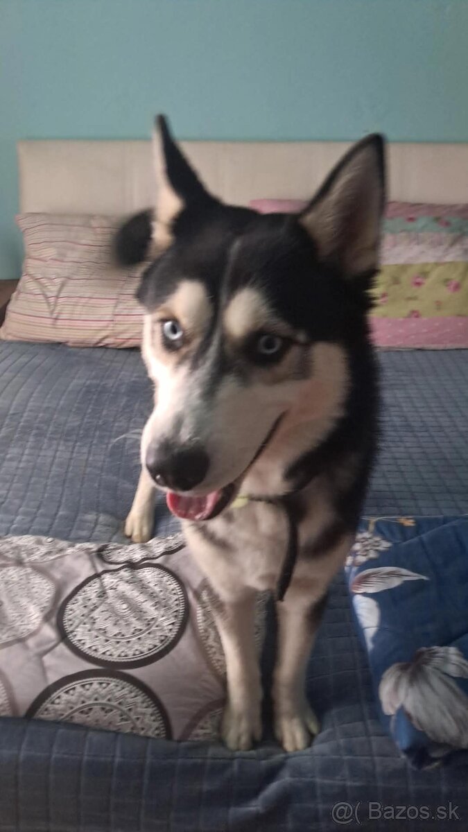 Predám sibirsky husky