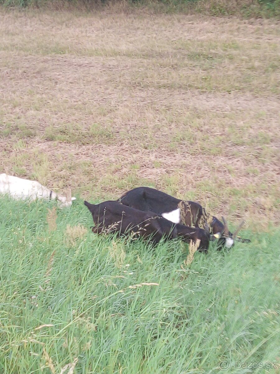Ponuka