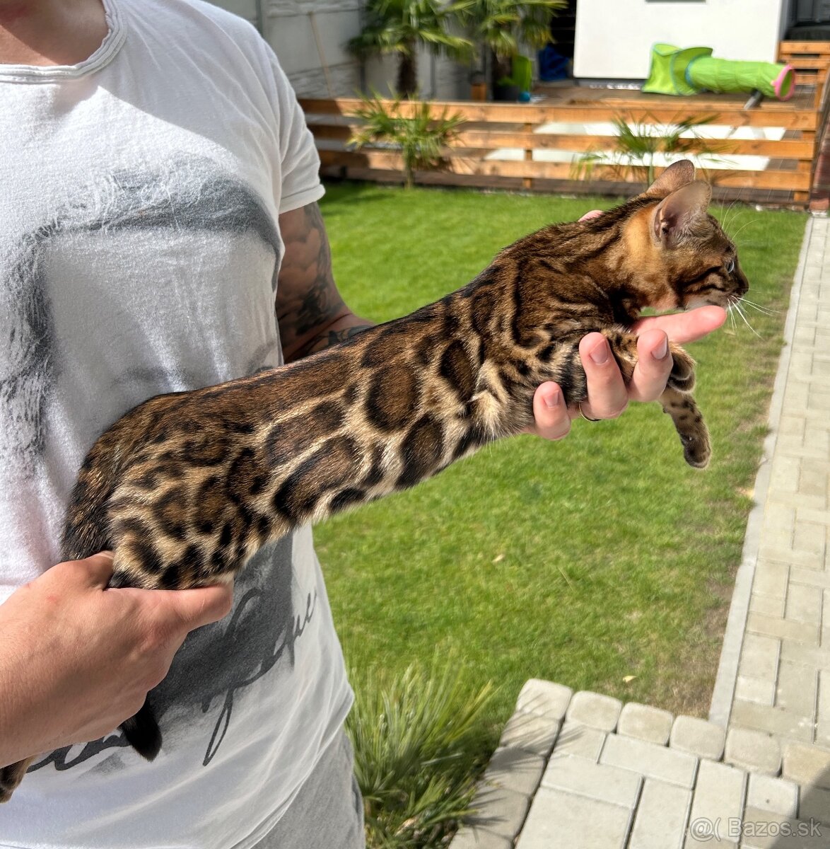 Bengalske mačiatka