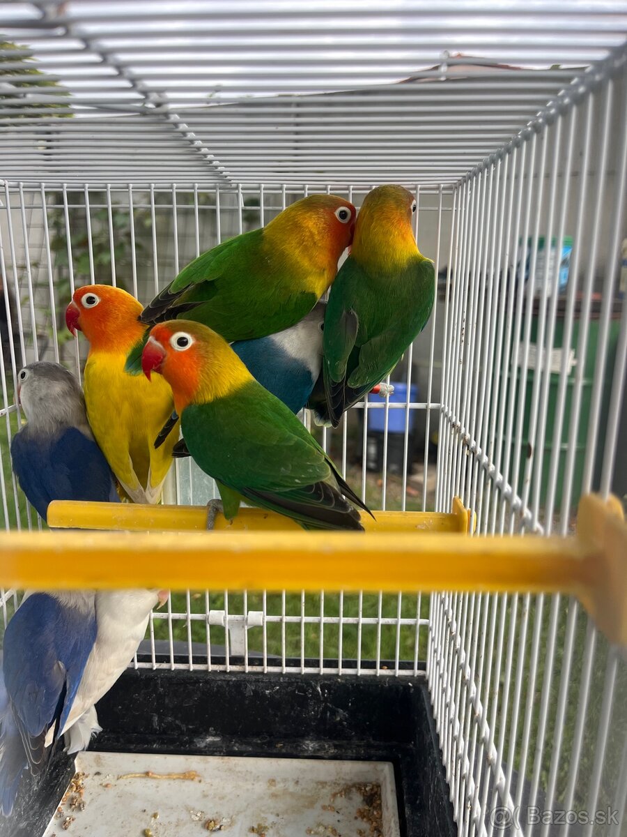 Agapornis fisher chovne pary