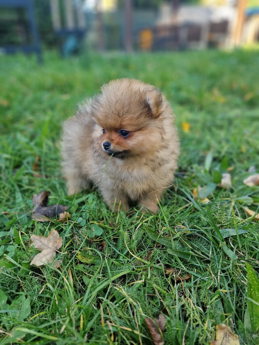 Pomeranian