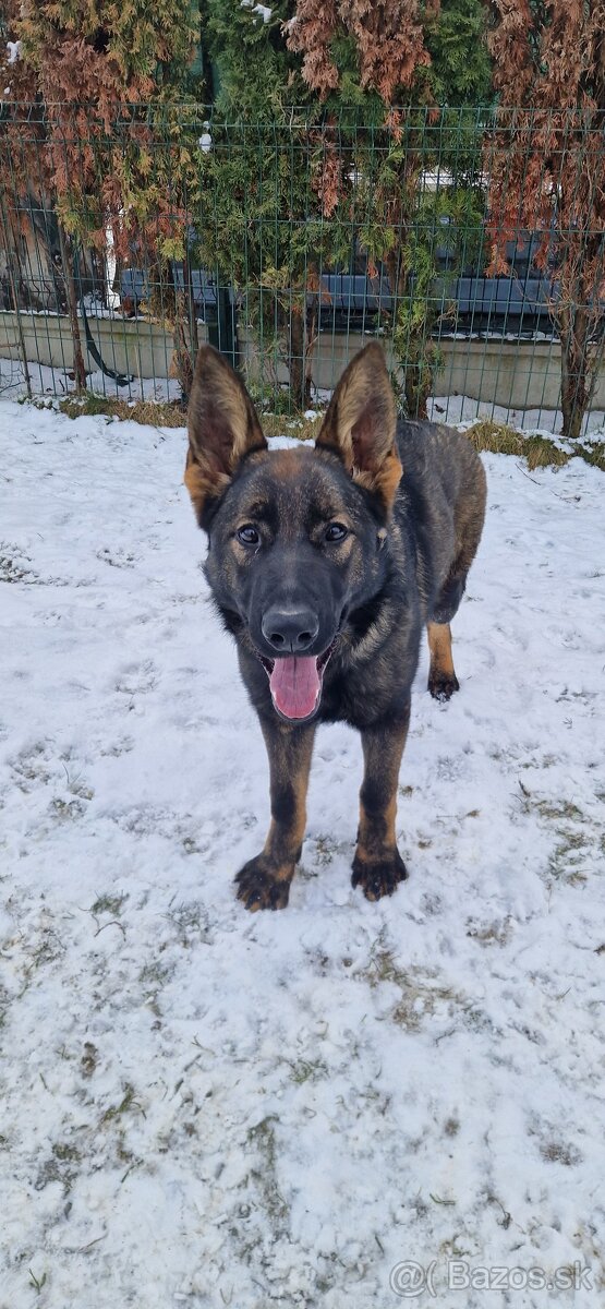 Nemecký ovčiak s PP