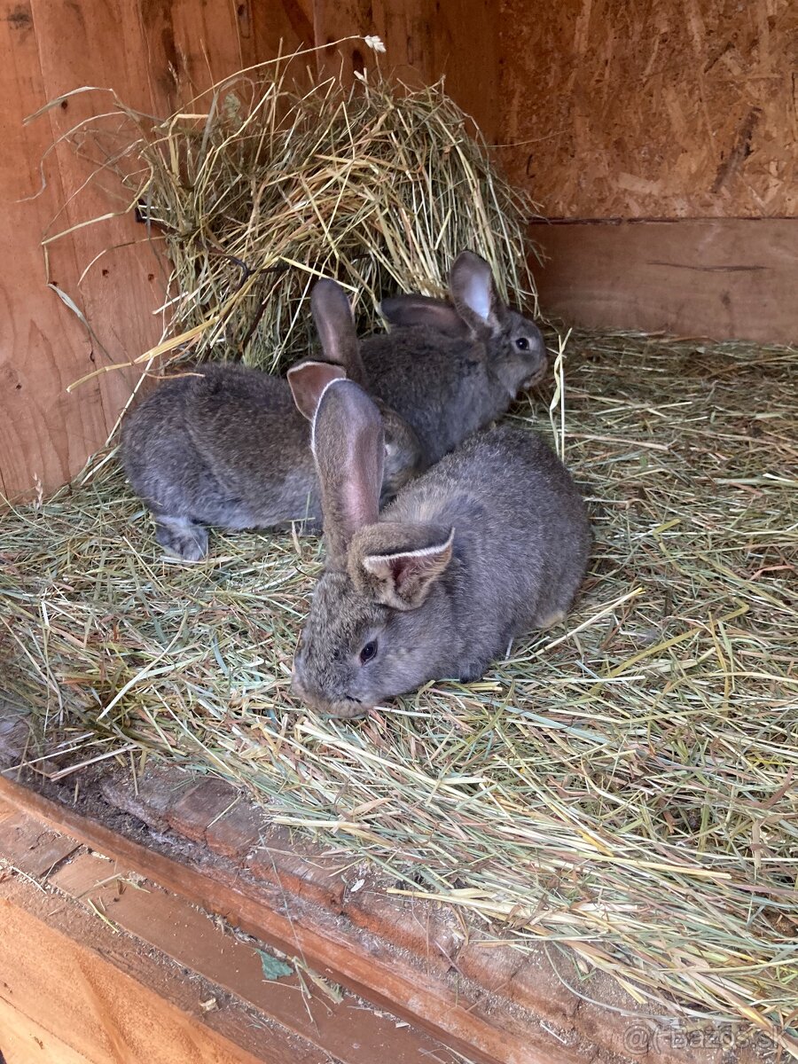 Zajace,kraliky,belgicky obor