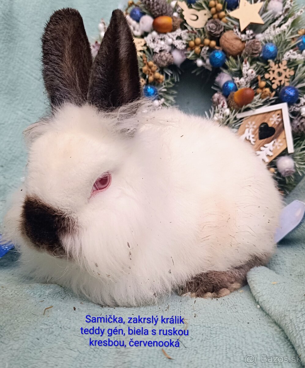 Zakrslý králik teddy gén s VP - samička