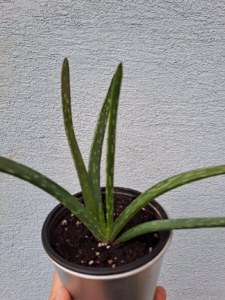 Aloe vera rastlina
