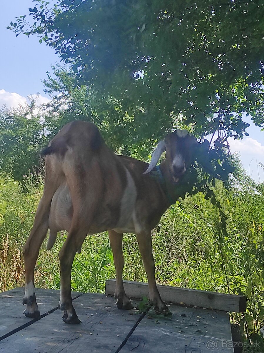 Kozie mlieko bez pachute