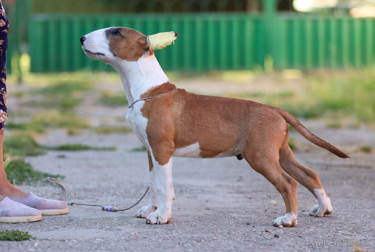 Bullterrier, Bullterier, Bulterier