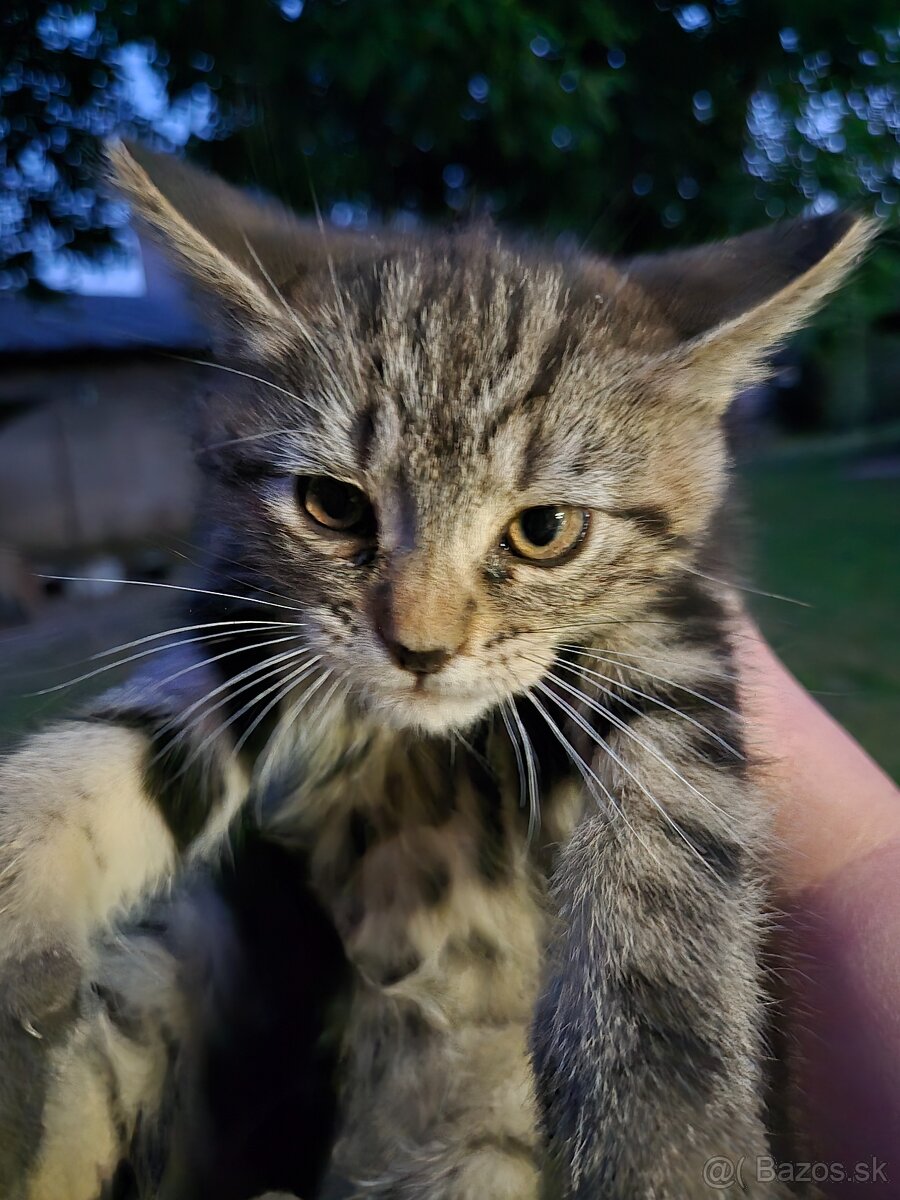 Kocuriky a macicky