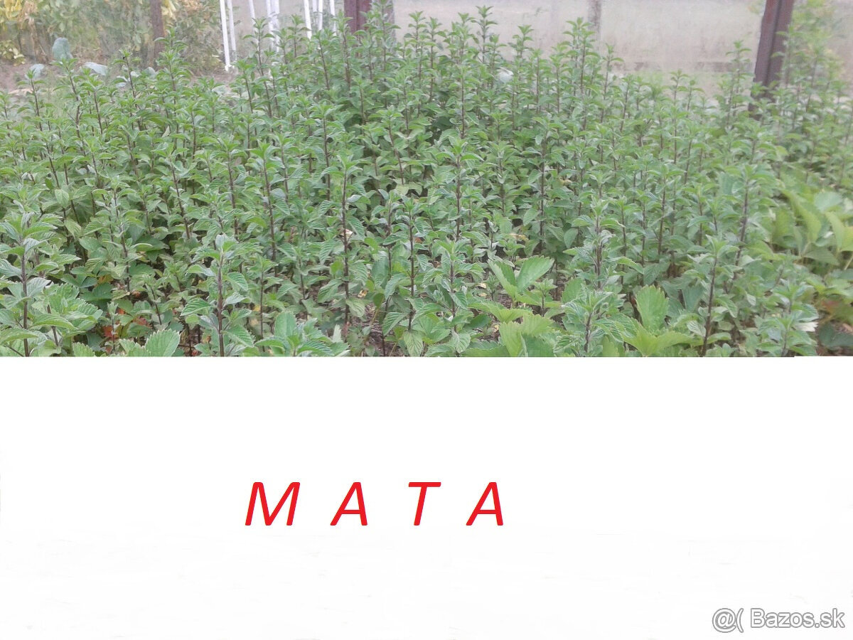 PREDAM MATA