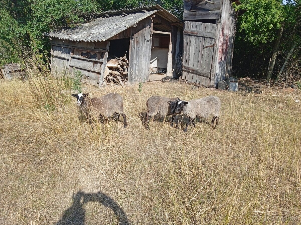 Romanovske ovce