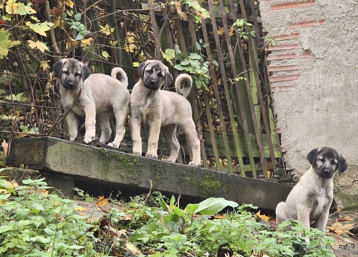 KANGAL - štěňata již K ODBĚRU, iba sučky
