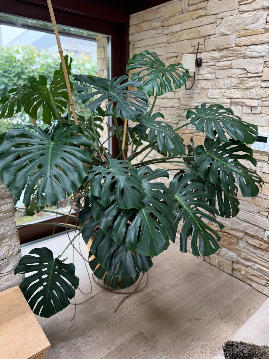 Monstera