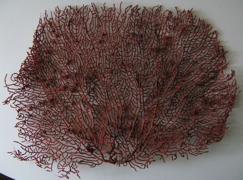 Gorgonie červená- PRODÁNO