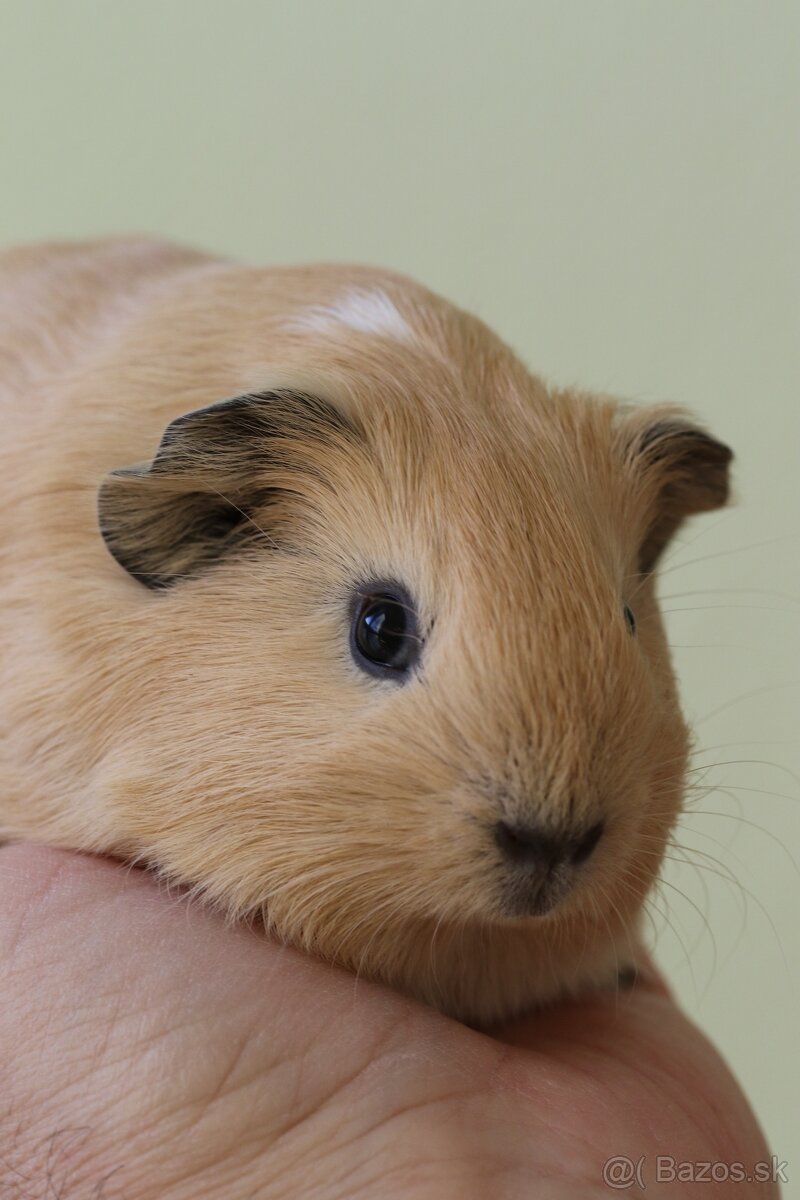 Predám morčatá, samec mesačný, samice ročné