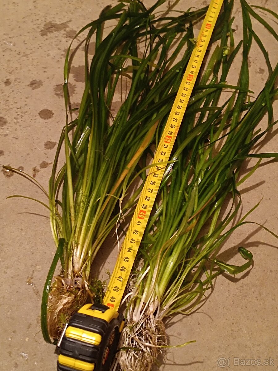 Vallisneria americana - trs 8-10 koreňov