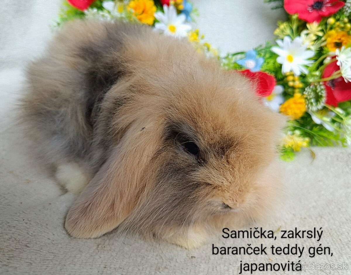 Zakrslý baranček teddy gén s VP - samička japanovitá
