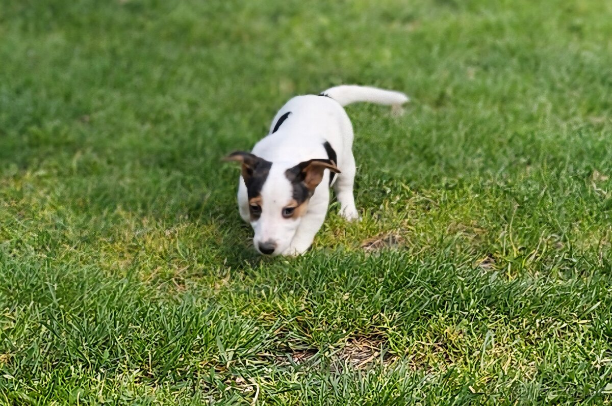 Jack russel terier