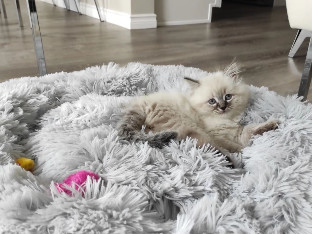 K dispozícii sú mačiatka plemena Ragdoll.