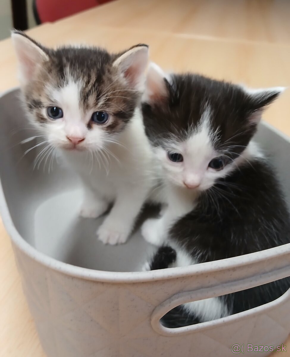 Mačiatko od Mikuláša - mačička rezervovaná