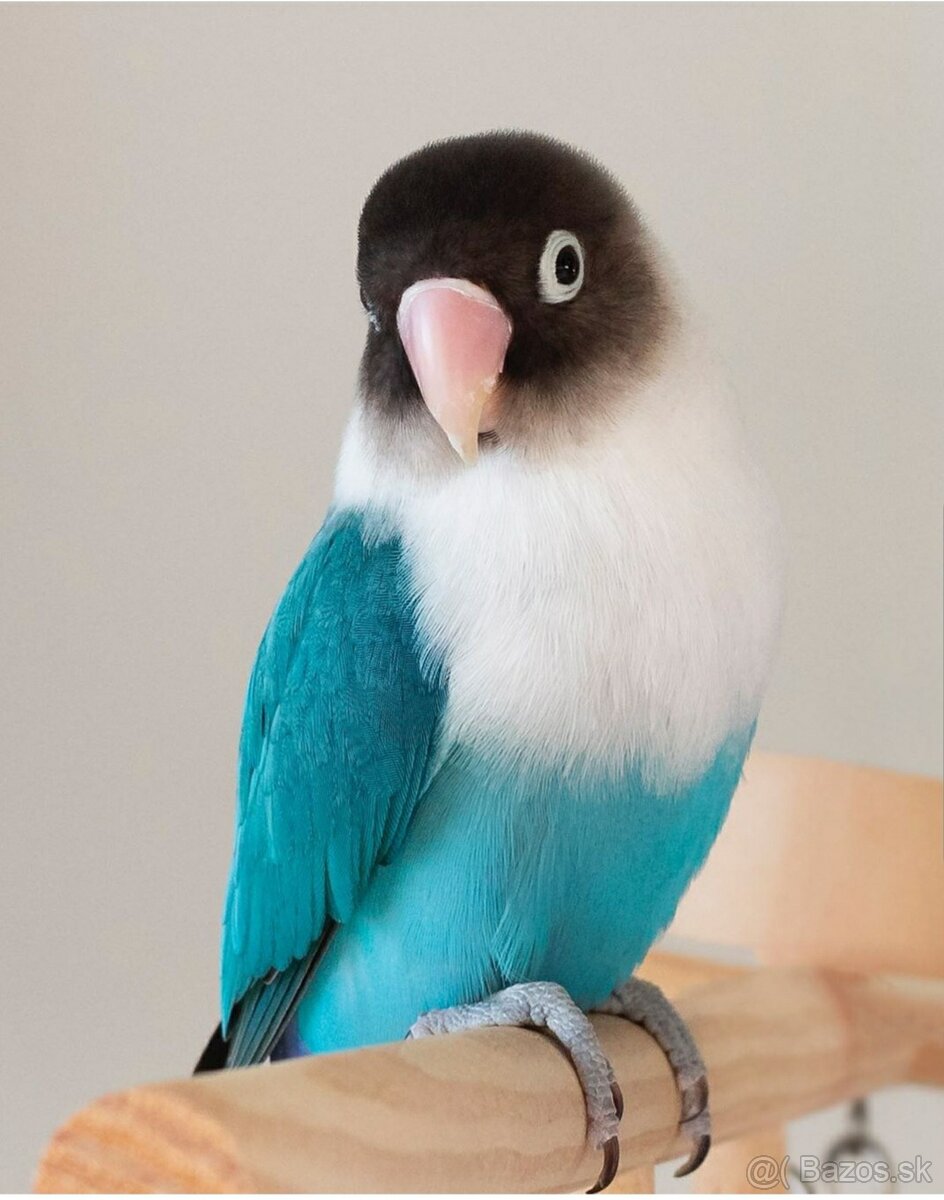 Agapornis škraboškovy