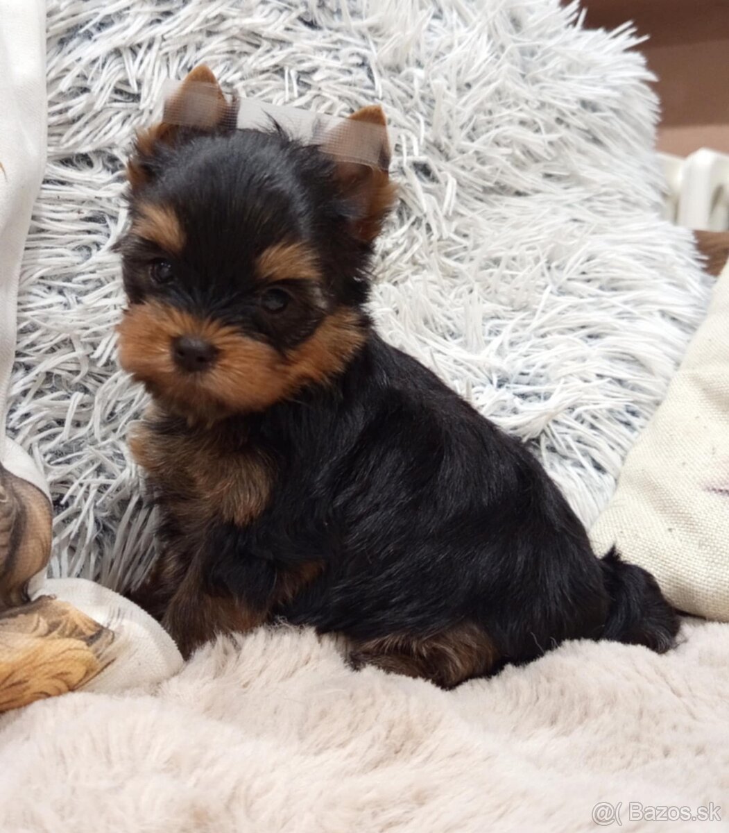 Yorkshire terrier, York šteniatka s PP