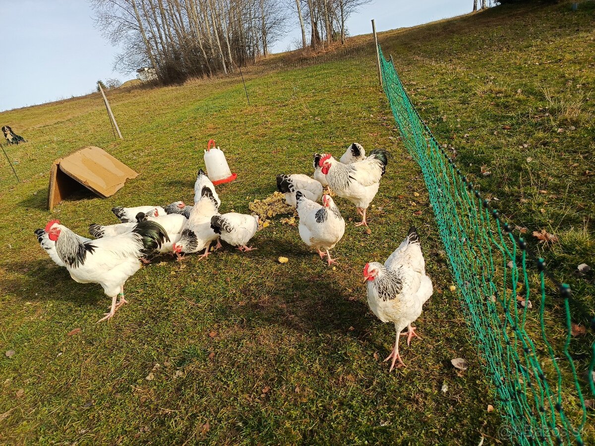 Predám nasadove vajíčka sasex