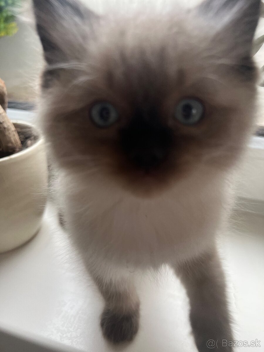 Mačiatka Ragdoll bez PP