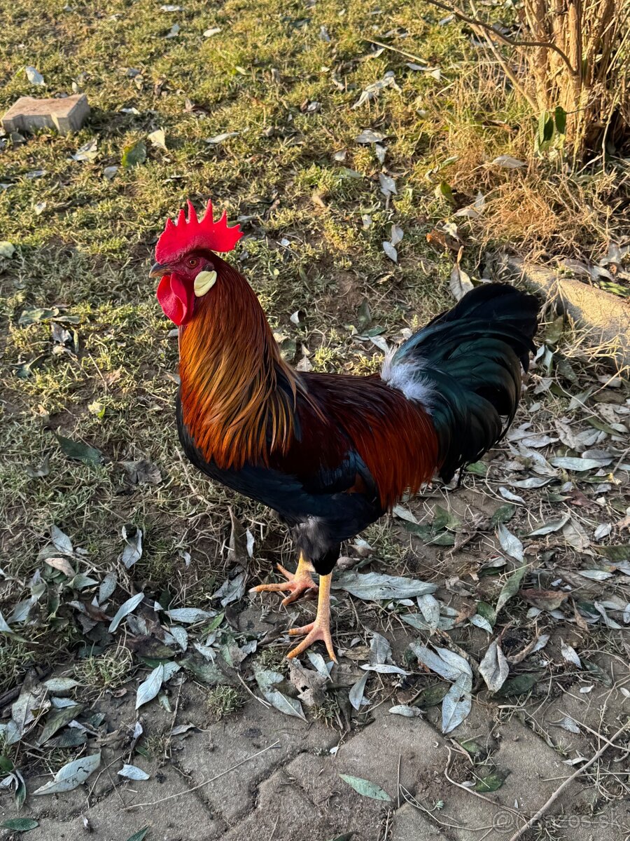 vlaška jarabičia - kohút