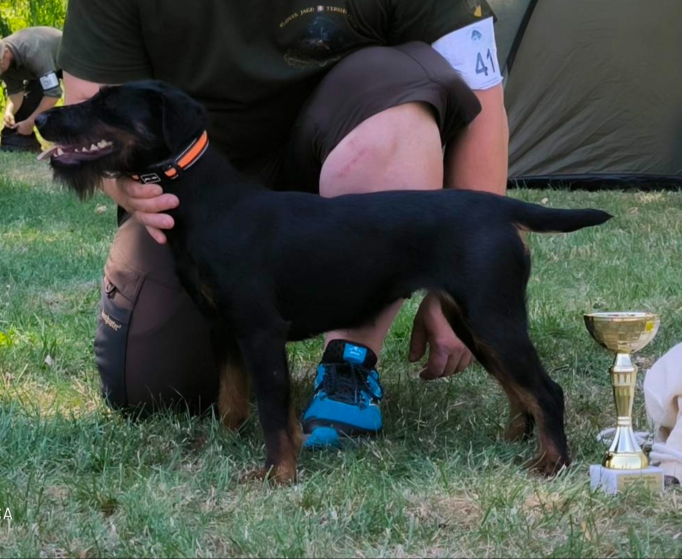Jagdterrie
