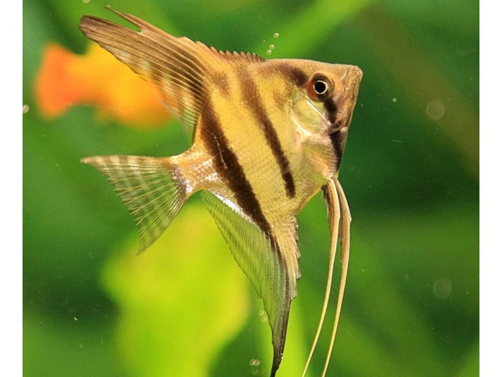 scalare - Pterophyllum