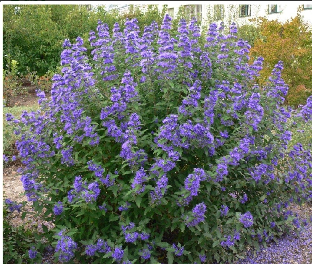 Caryopteris clandonensis BLUE BALLOON -Bradavec klandovsky