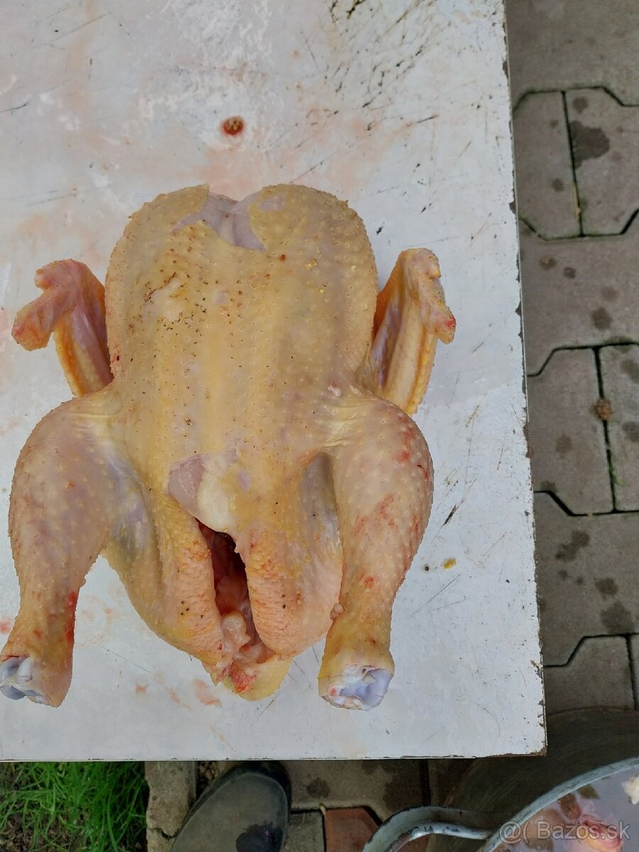 Domáce brojlerove kurence
