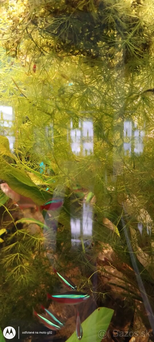 Plávajúce rastliny