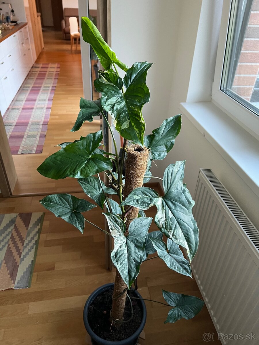 Velke syngonium stopkatoliste albo varieta
