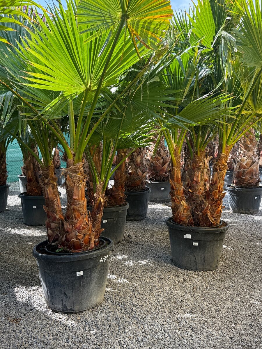 Washingtonia robusta