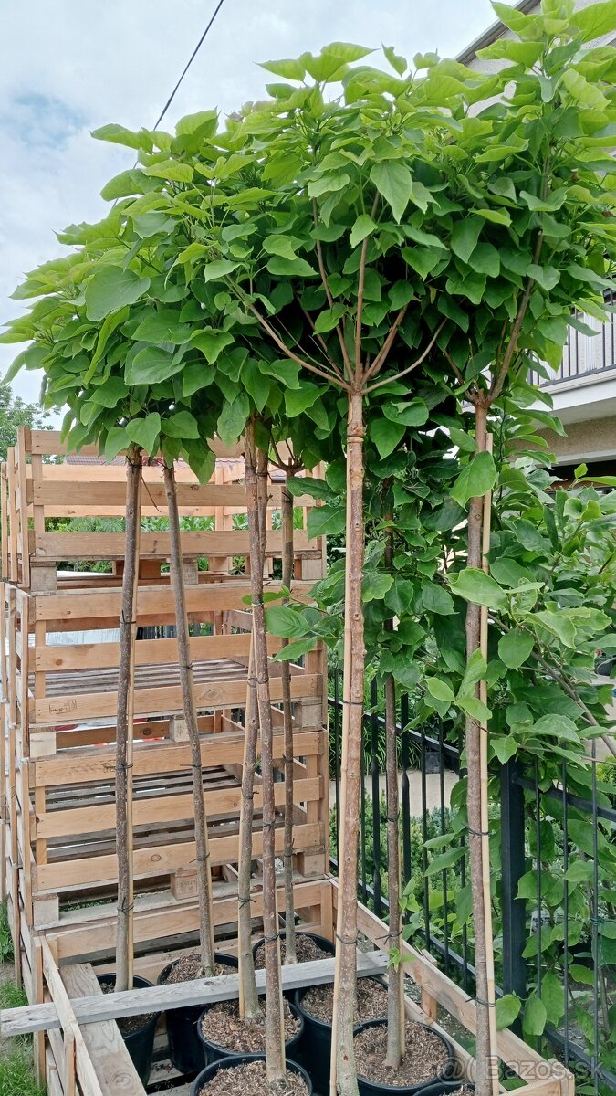 Catalpa Nana