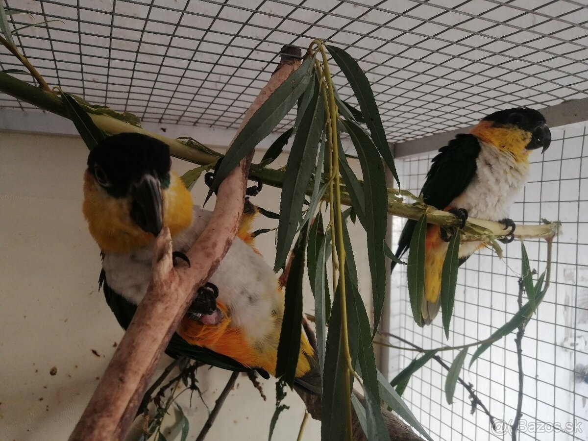 Amazonik čiernotemenný