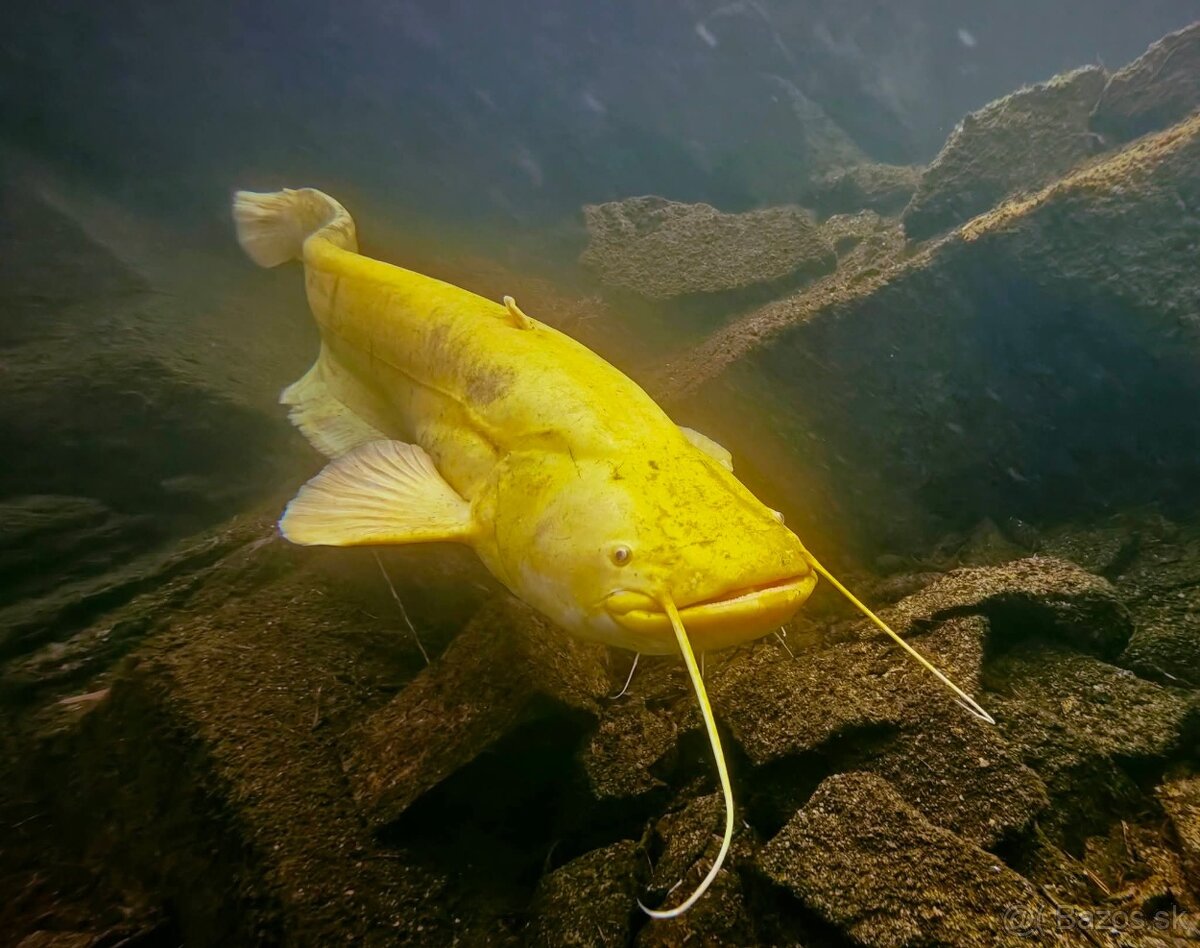 Sumec albin