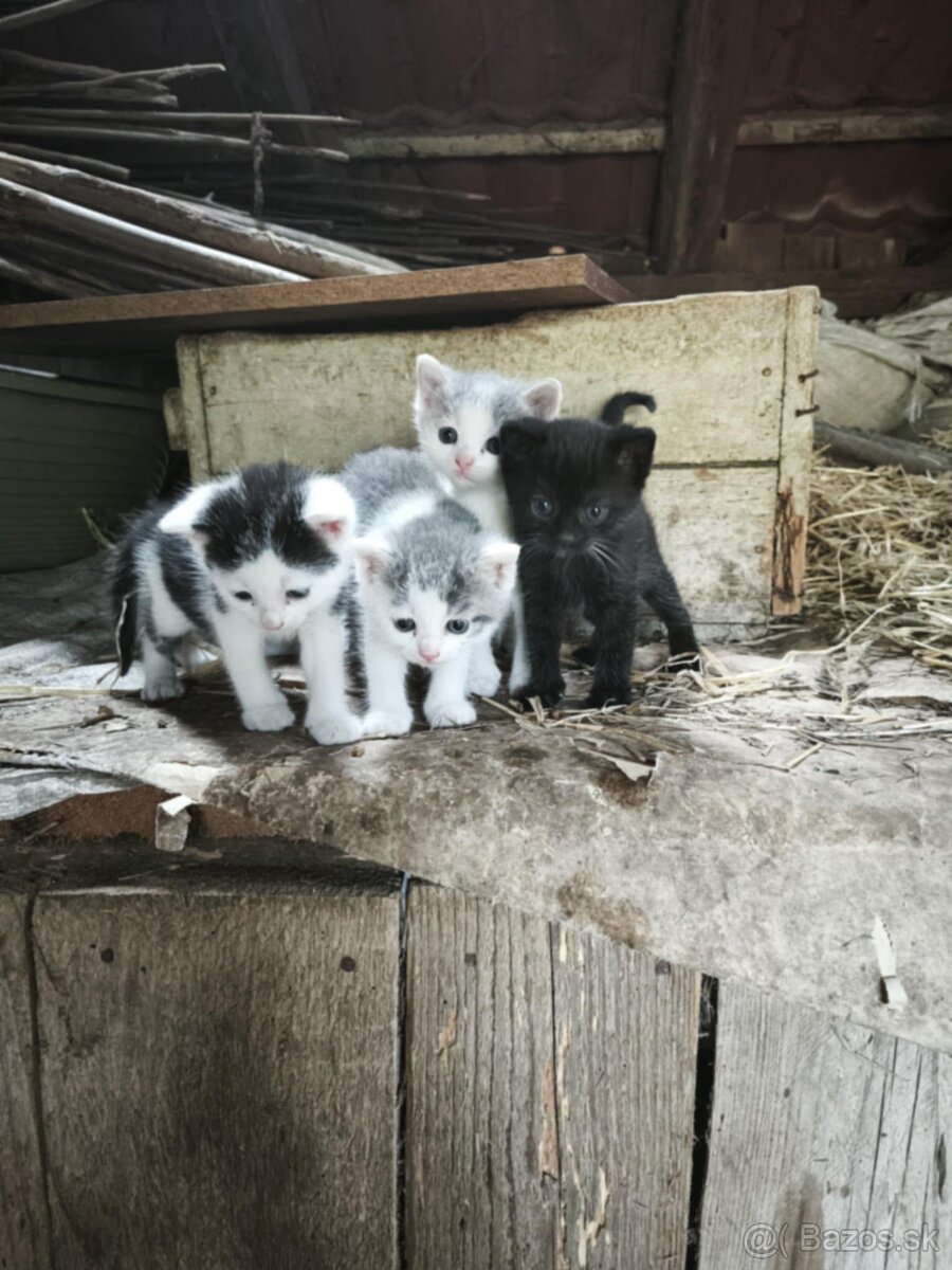 Darujem krásne mačiatka🩷