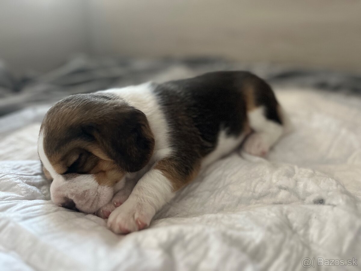 Štěně beagle s pp