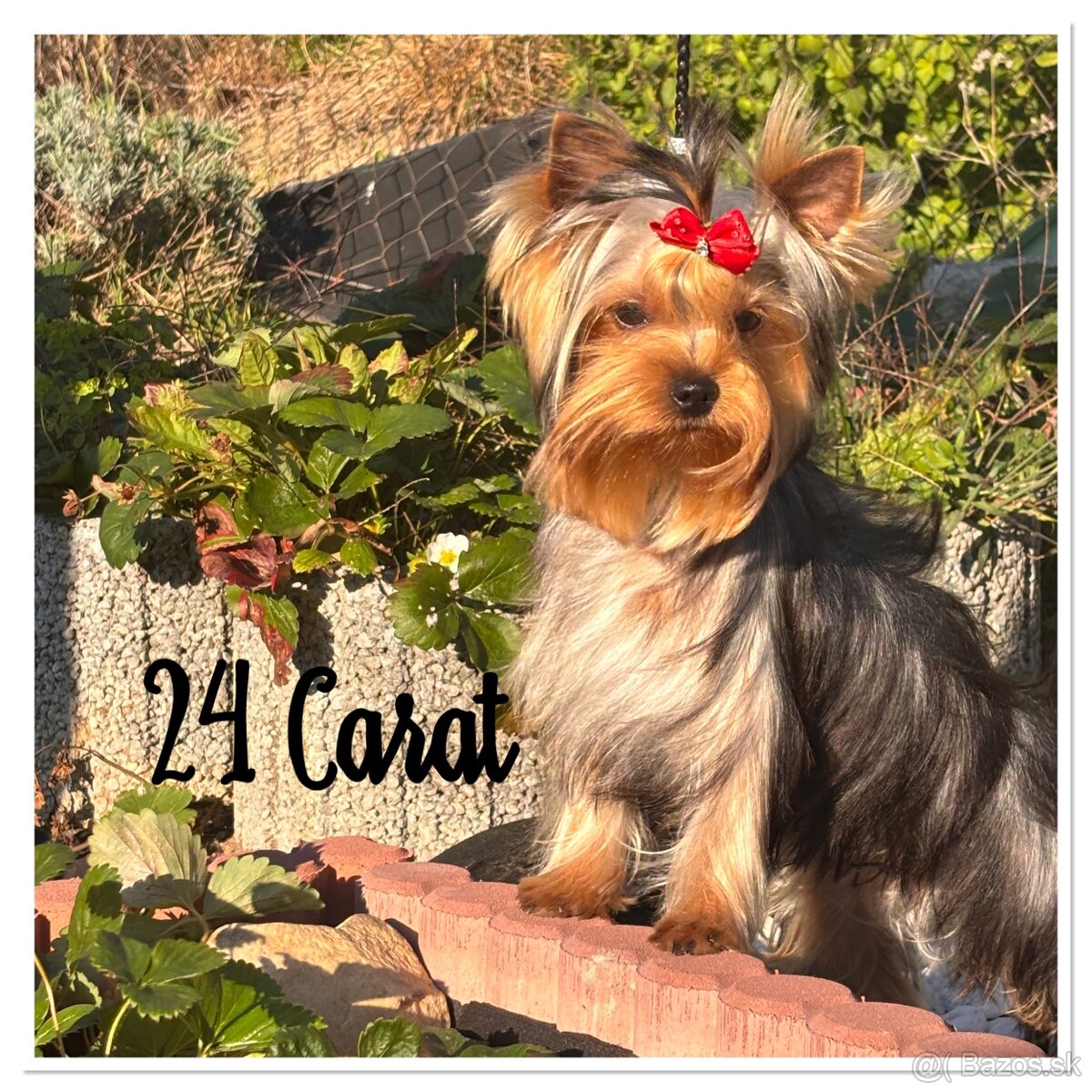 Yorkshire terrier s PP