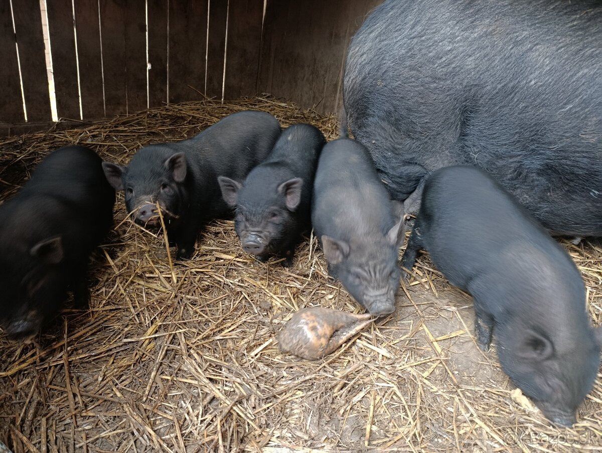 Vietnamské prasiatka