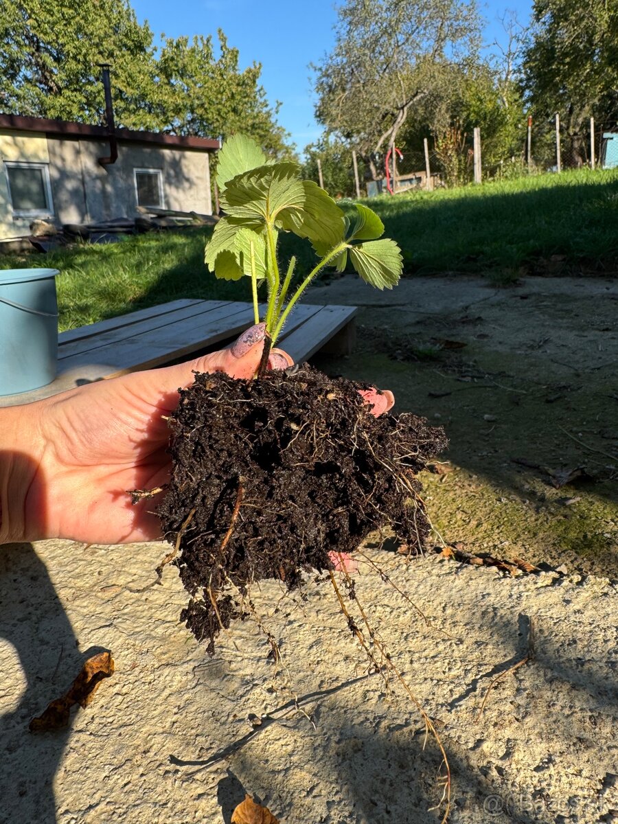 Sadenice mara de bois - ťahavé vysiace jahody