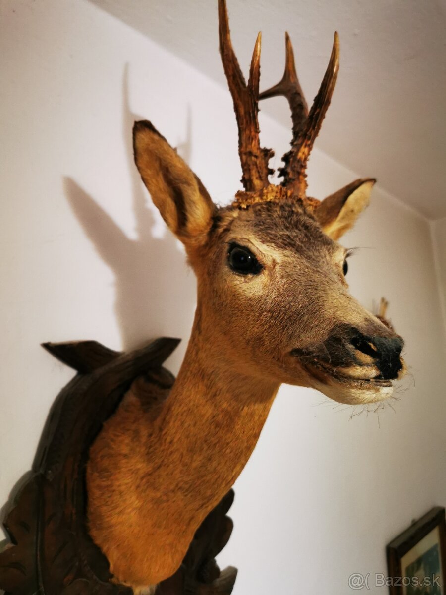 Srnec a iné trofeje