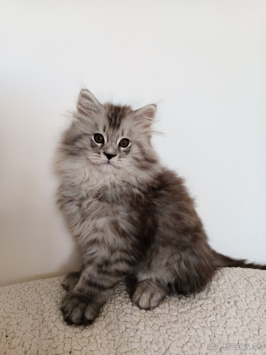 Predám mačiatka Maine coon
