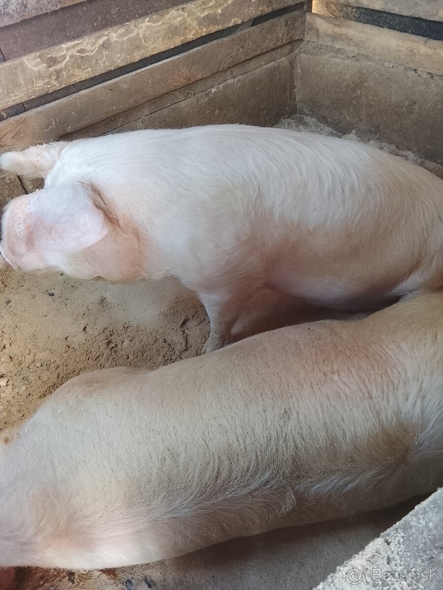 Ponúkam na predaj alebo vymením za maleho bycka